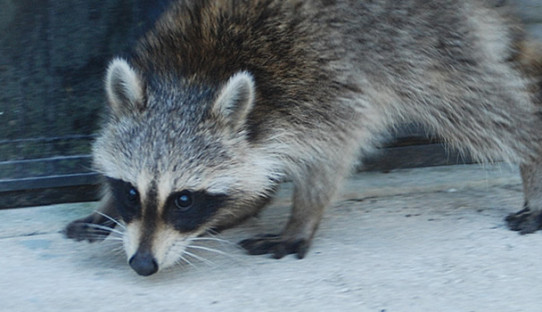 Raccoon Removal in Kokomo