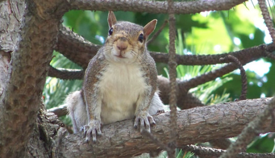 Squirrel Removal in Kokomo